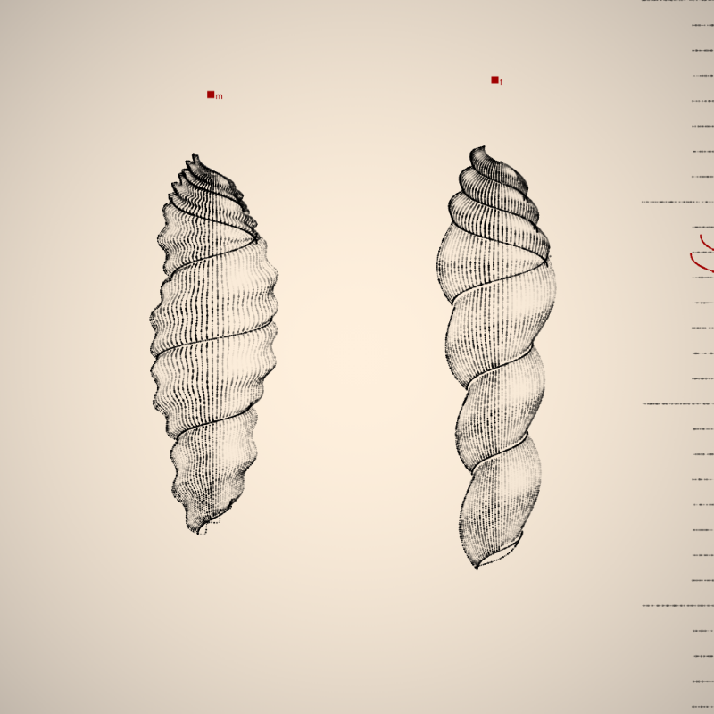 Two Specimen #367 static token preview