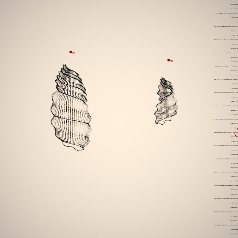 Two Specimen #388 static token preview