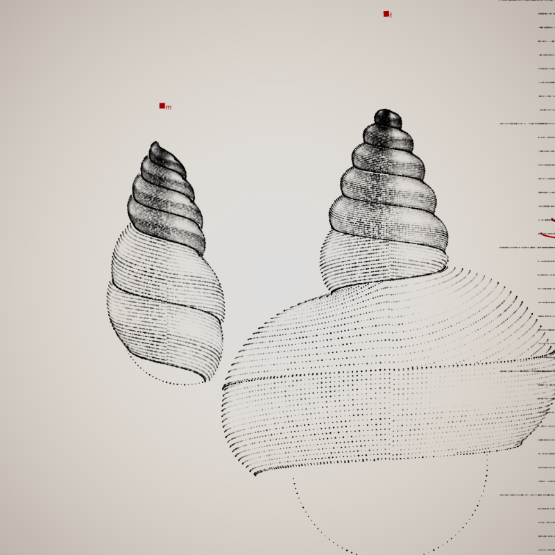 Two Specimen #477 static NFT preview