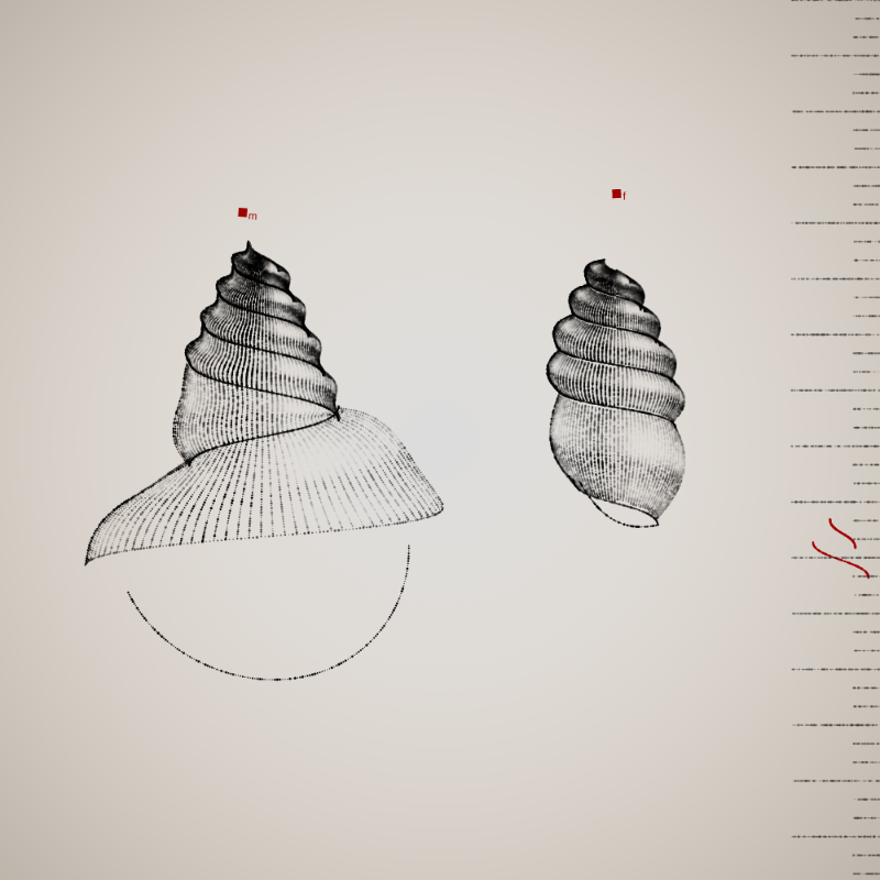 Two Specimen #383 static token preview