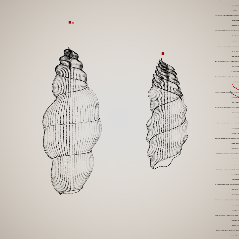 Two Specimen #382 static token preview