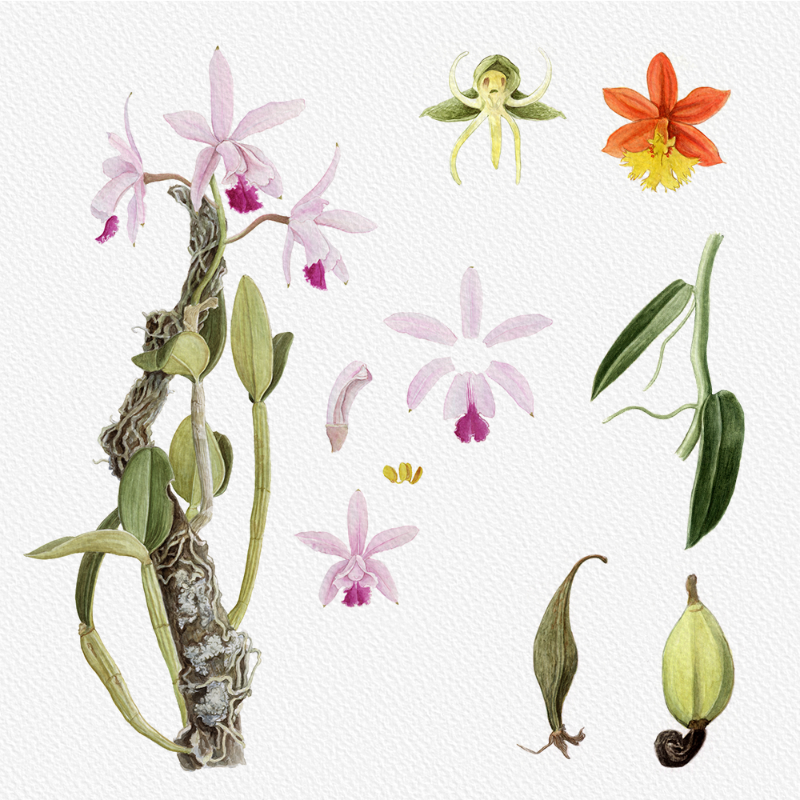 Botanical Illustration - Orchids 1 #64 static NFT preview