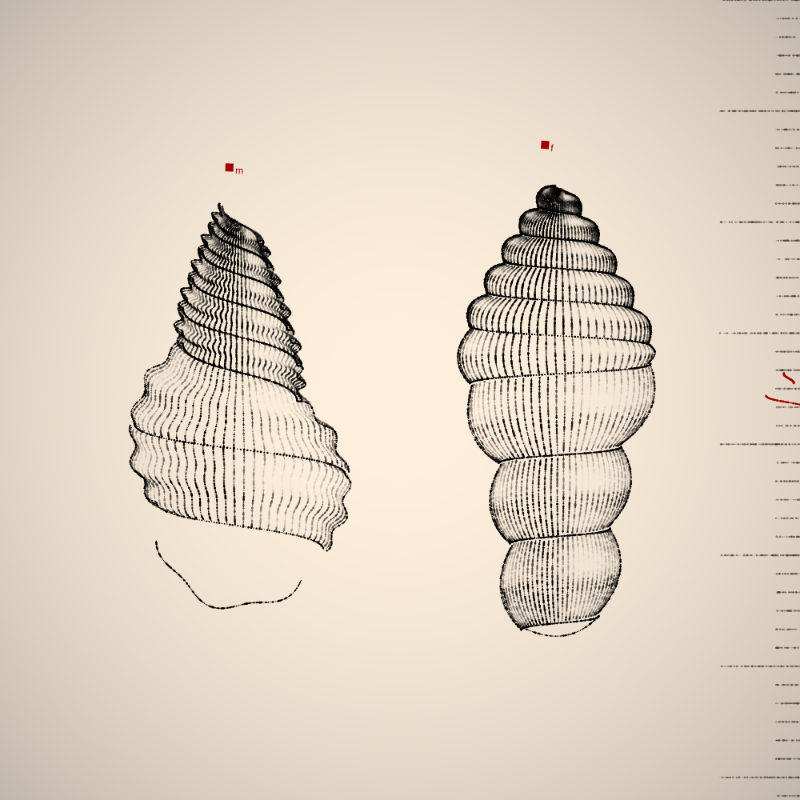 Two Specimen #142 static token preview