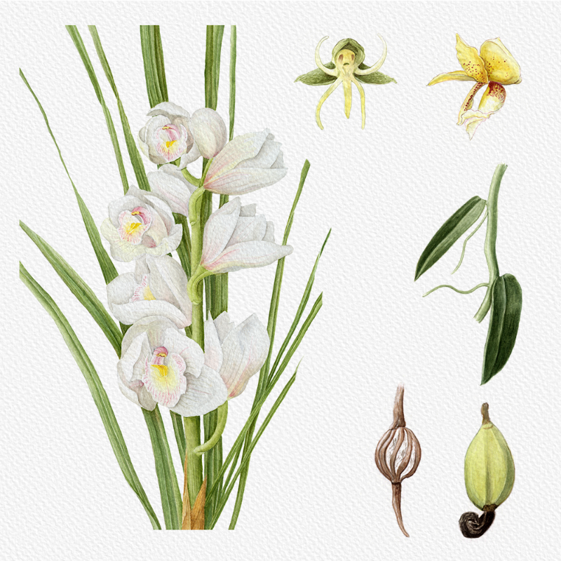 Botanical Illustration - Orchids 1 #77 static token preview