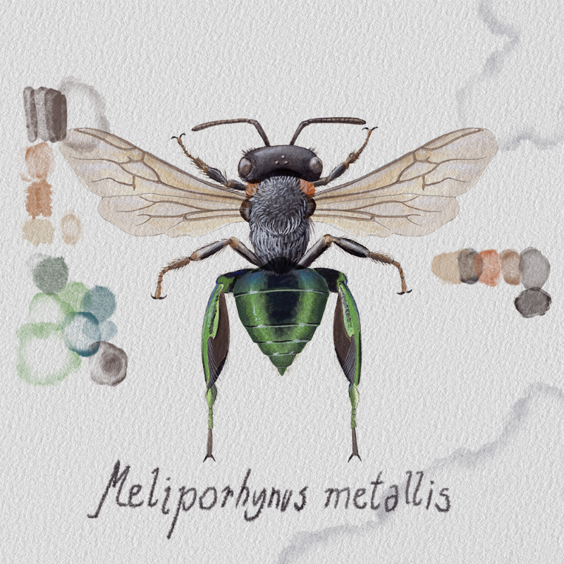 Randomic Brazilian Bees #36 static NFT preview