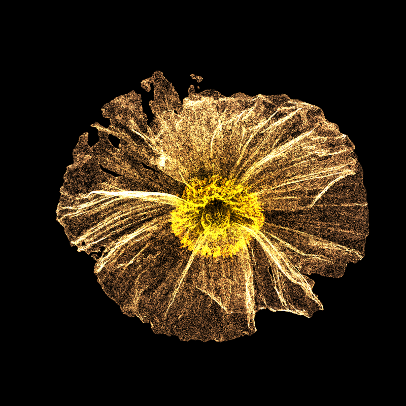 White Poppy 30 #231 static NFT preview
