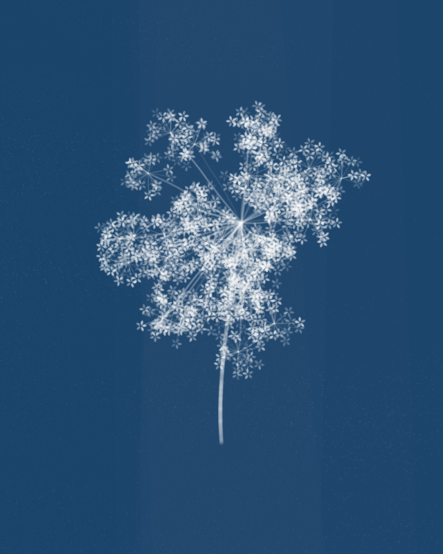 Cyanotypes #209 static token preview