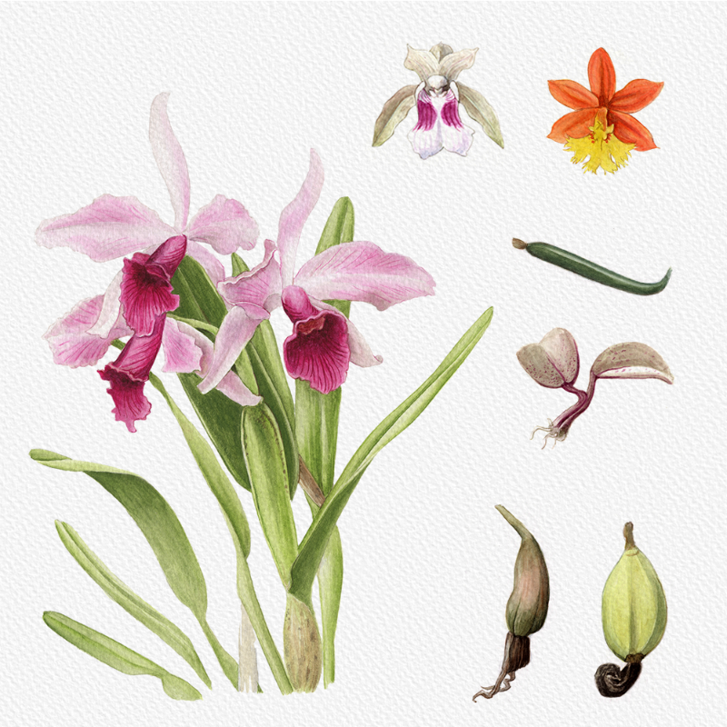 Botanical Illustration - Orchids 1 #82 static token preview