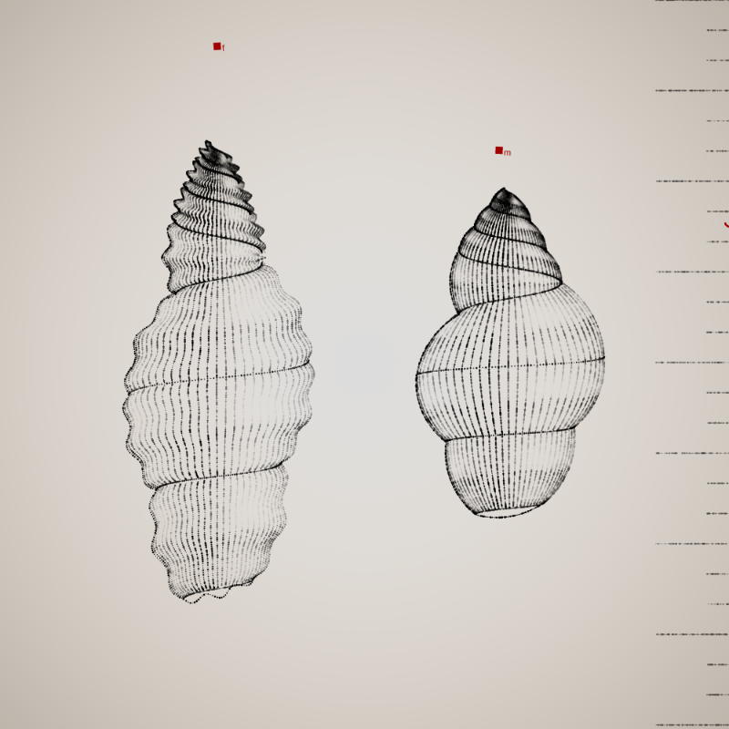 Two Specimen #361 static NFT preview