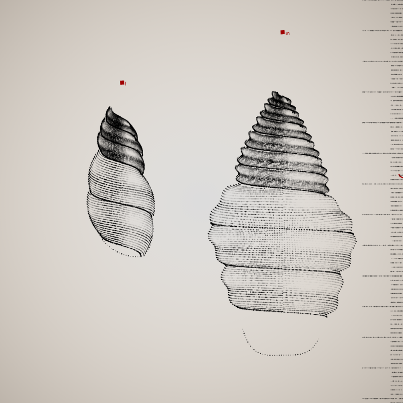 Two Specimen #57 static NFT preview