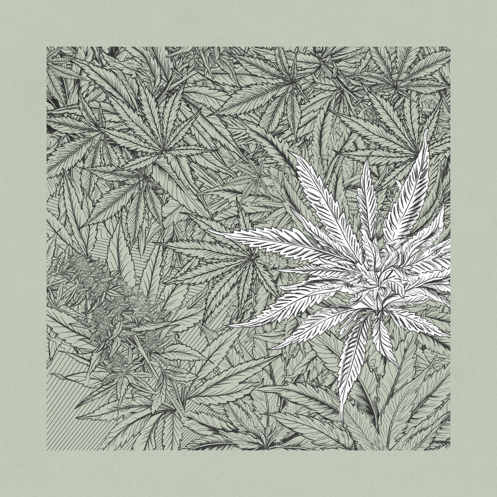 zancannabis #89 static NFT preview