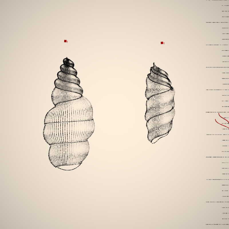 Two Specimen #338 static NFT preview