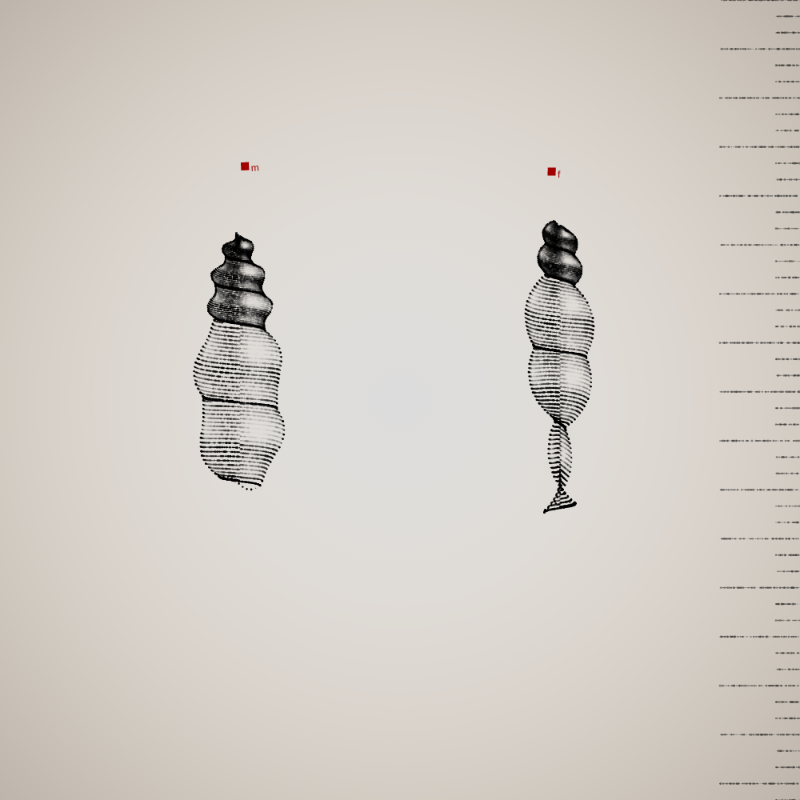 Two Specimen #419 static token preview