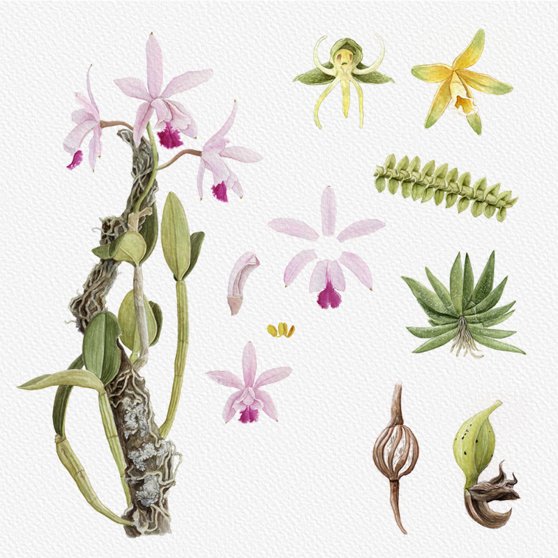 Botanical Illustration - Orchids 1 #50 static token preview