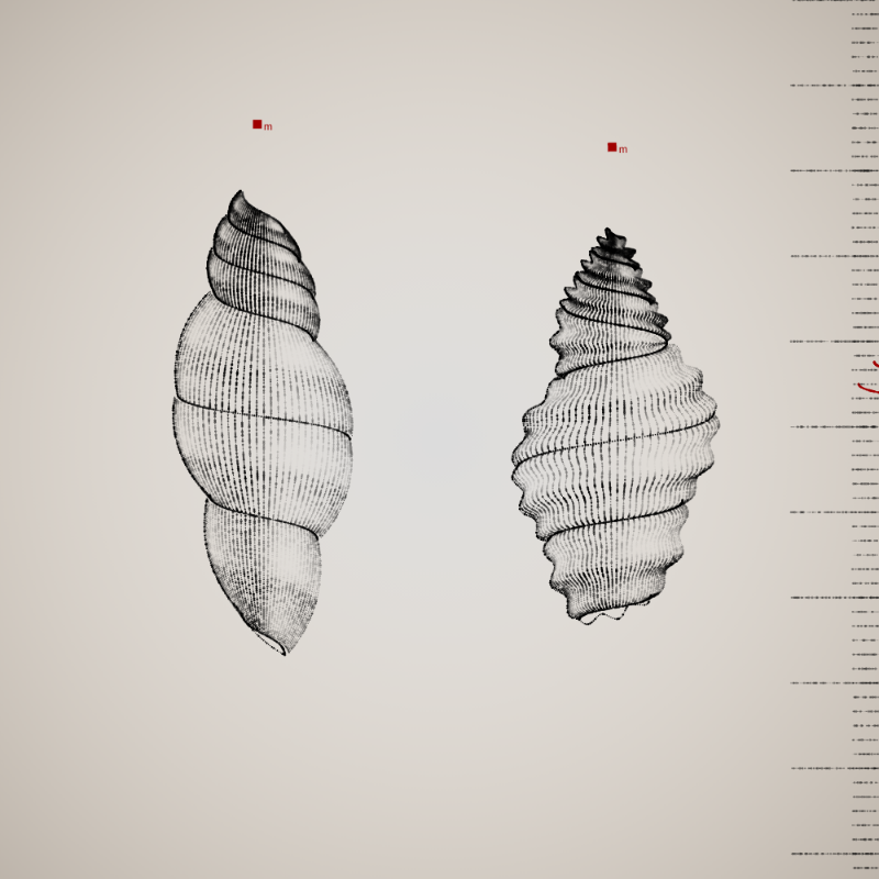 Two Specimen #275 static NFT preview