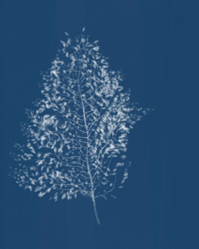 Cyanotypes #28 static token preview