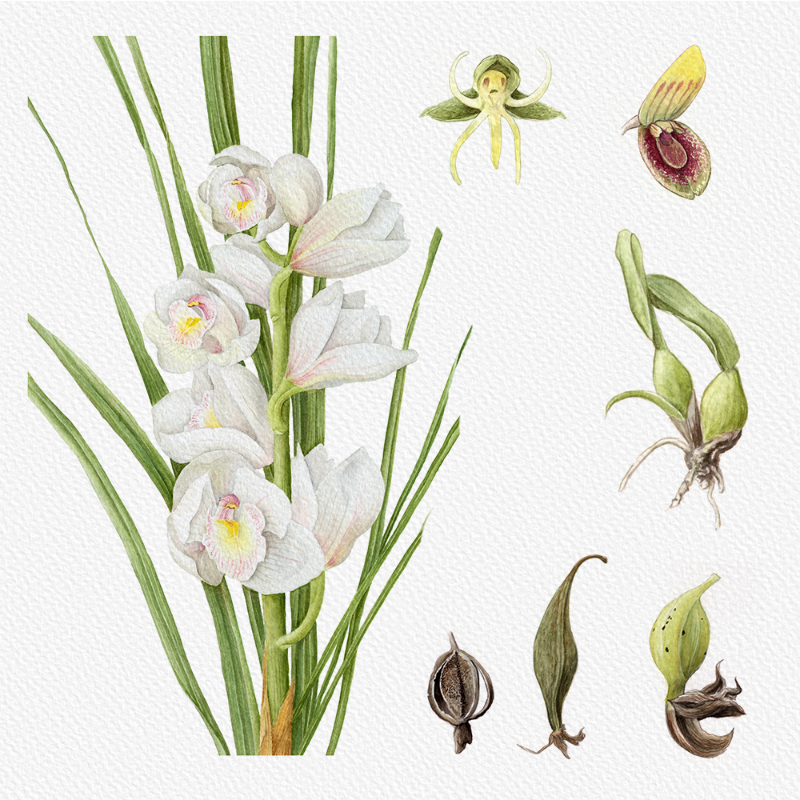 Botanical Illustration - Orchids 1 #48 static token preview