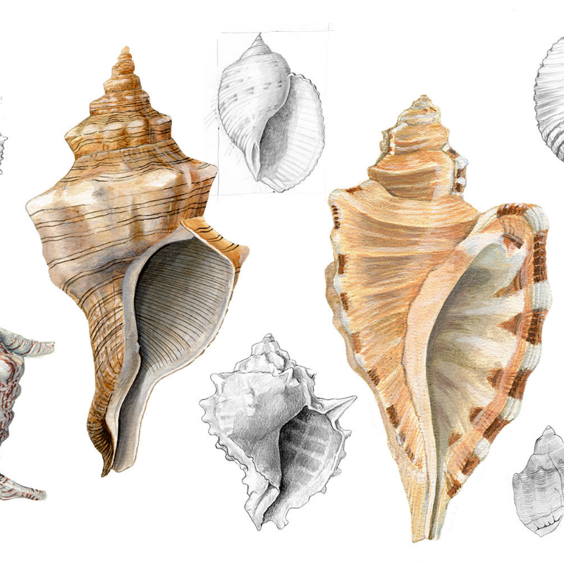 Malacology #5 static token preview