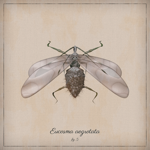 ProcGen Entomology #220 static NFT preview