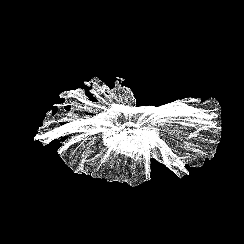 White Poppy 30 #219 static NFT preview