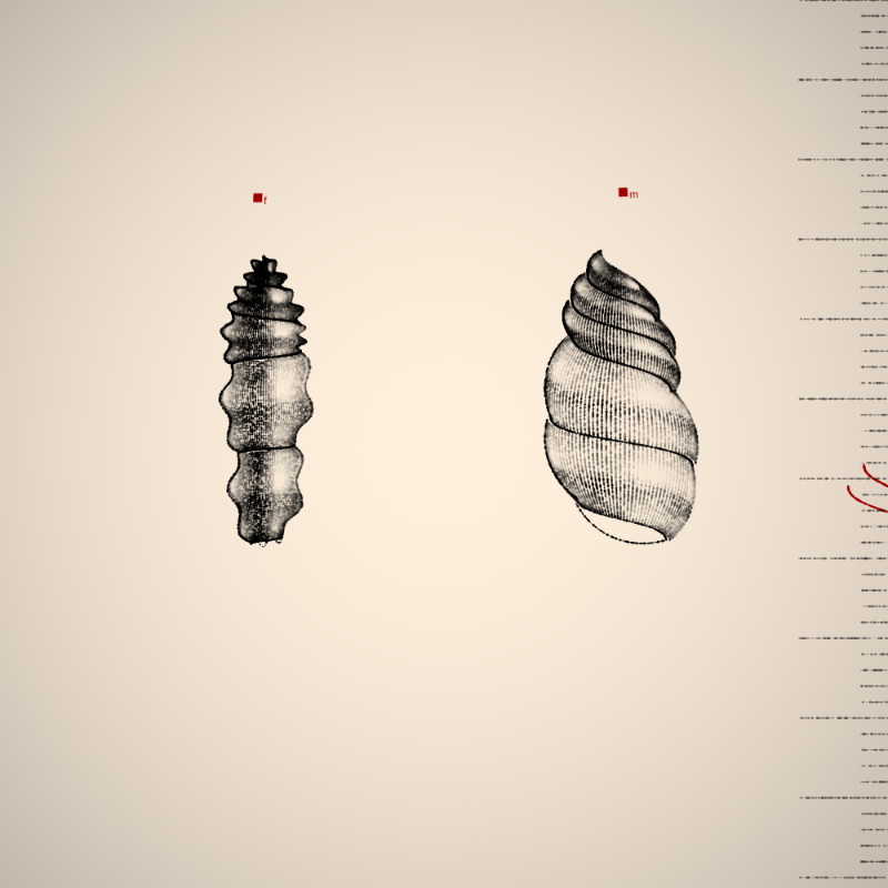 Two Specimen #466 static token preview