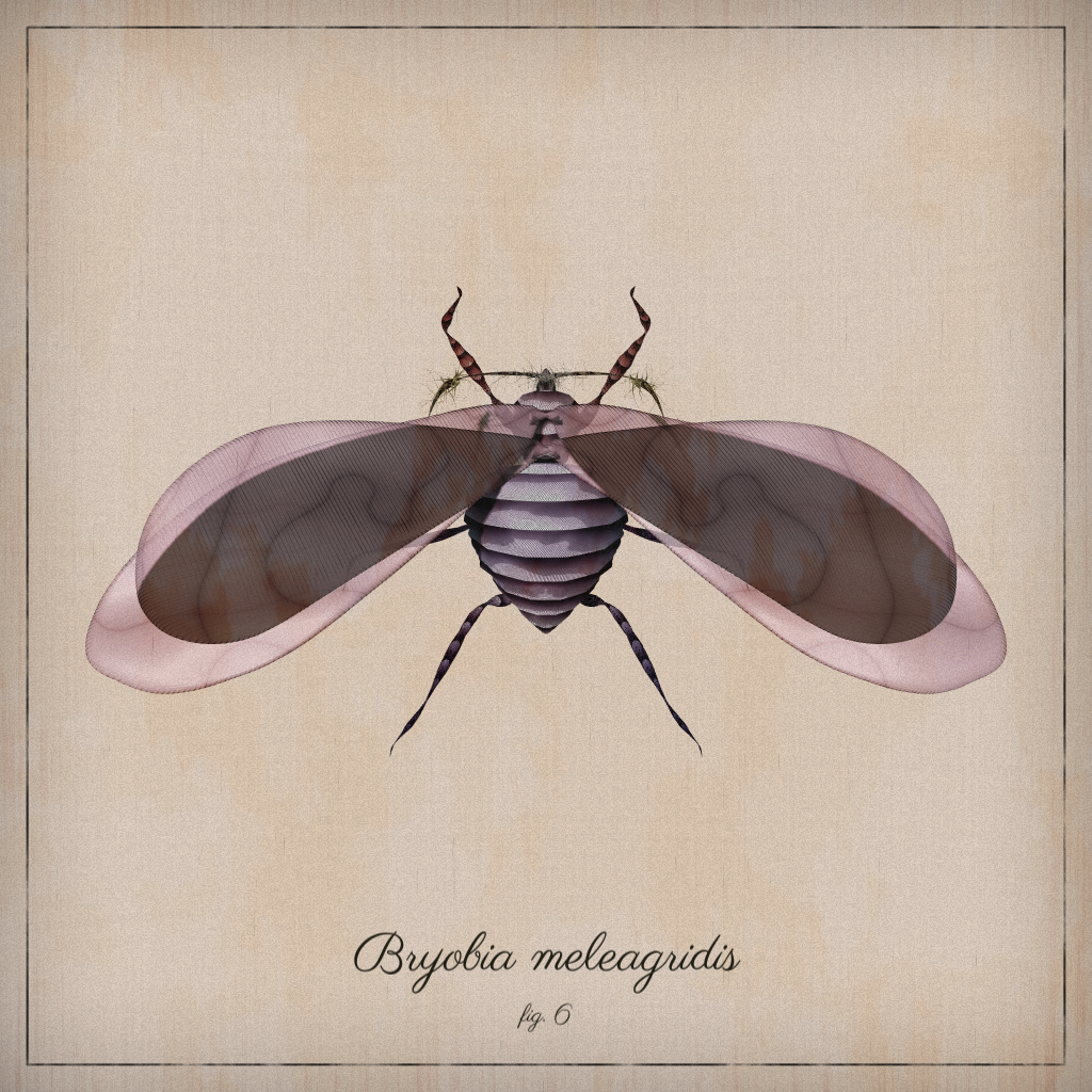 ProcGen Entomology #441 static NFT preview