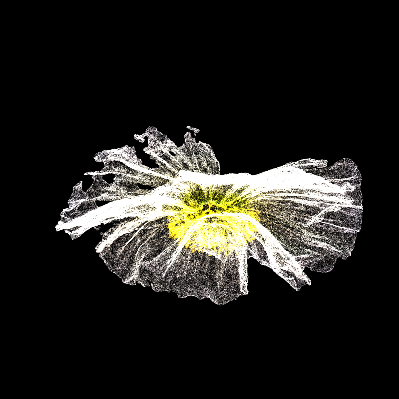 White Poppy 30 #144 static token preview