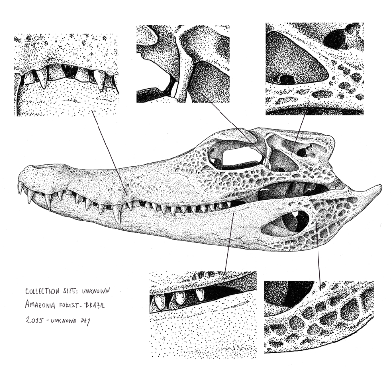 Paleosuchus trigonatus (skull) #20 static token preview