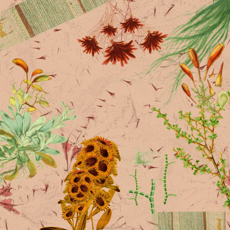 future flora from Antarctica's past #32 static token preview