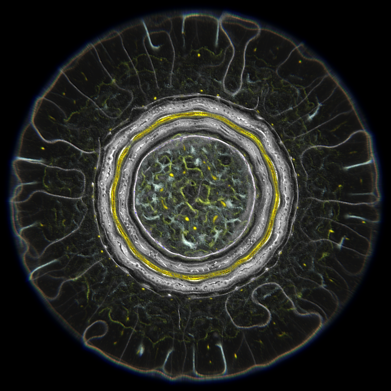Ethereal Microcosm #10 static NFT preview