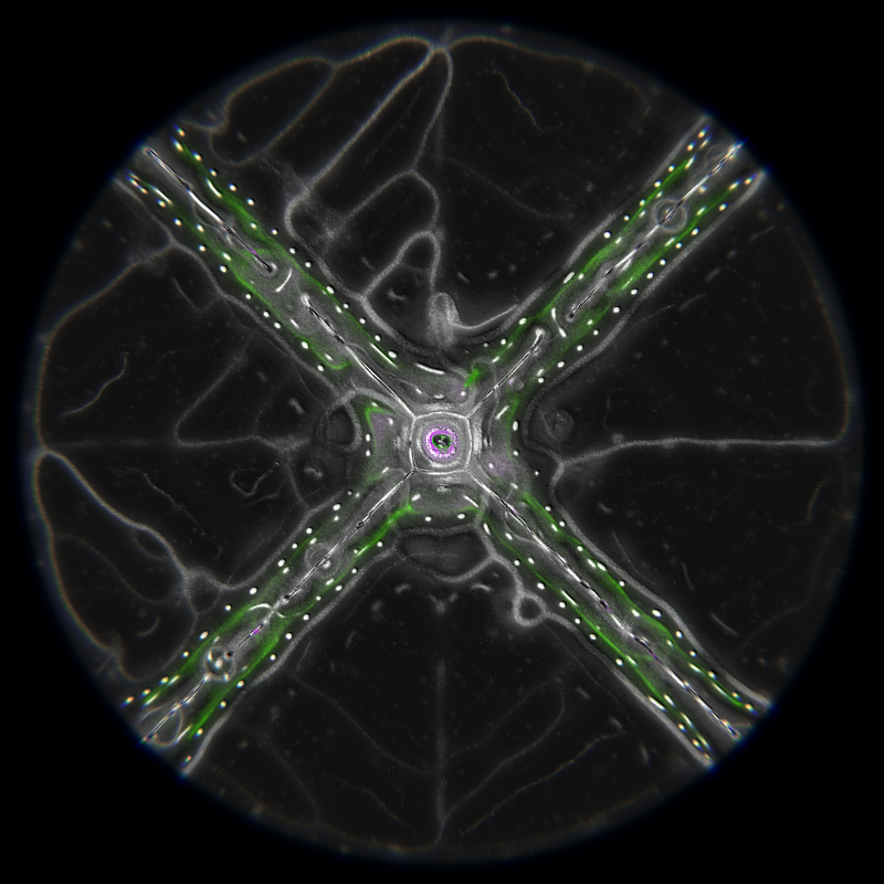Ethereal Microcosm #81 static token preview