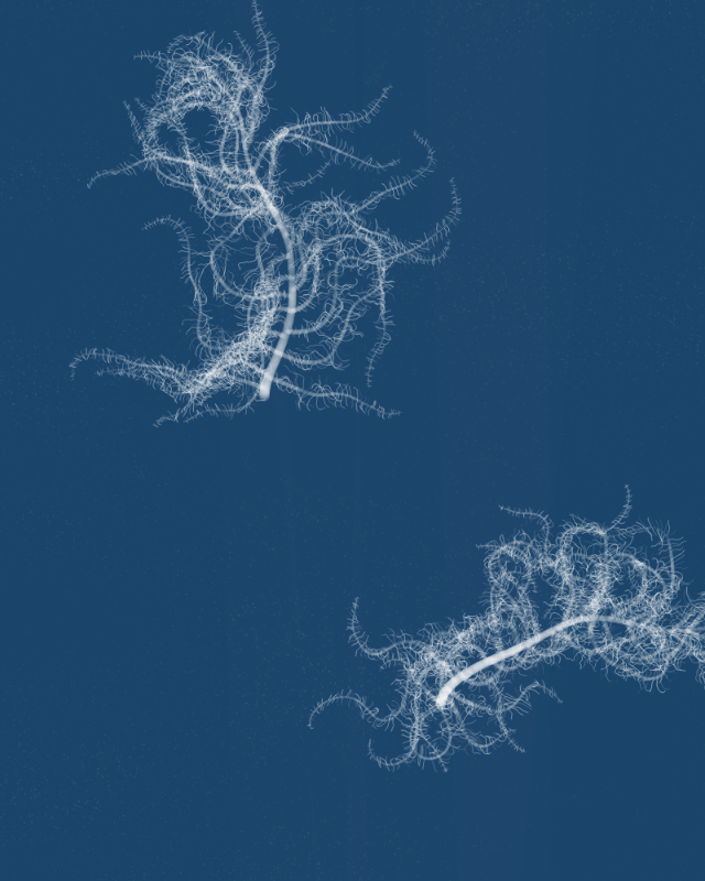 Cyanotypes #25 static token preview