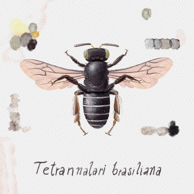 Randomic Brazilian Bees #71 static NFT preview