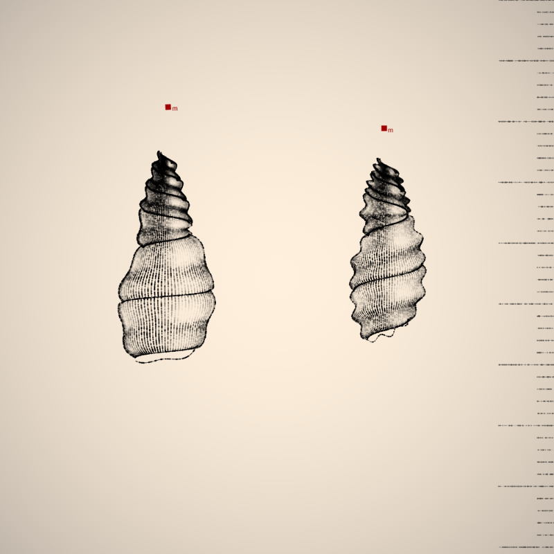 Two Specimen #86 static NFT preview