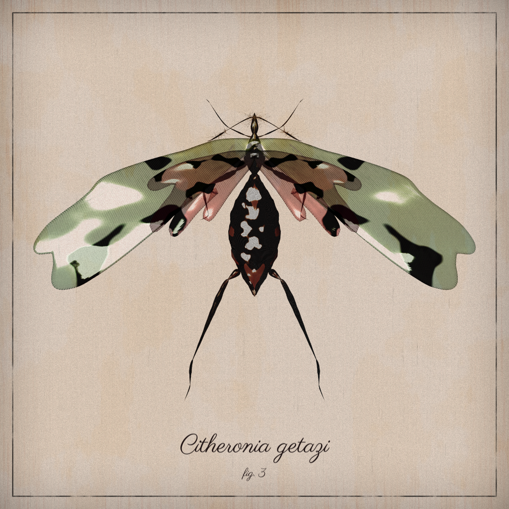 ProcGen Entomology #348 static NFT preview