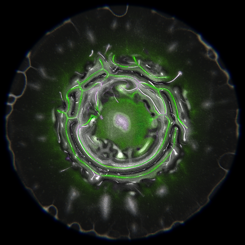 Ethereal Microcosm #17 static token preview