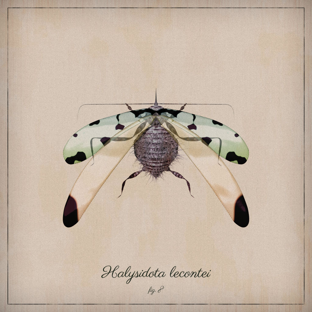 ProcGen Entomology #56 static token preview