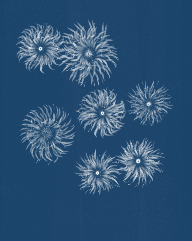 Cyanotypes #168 static token preview