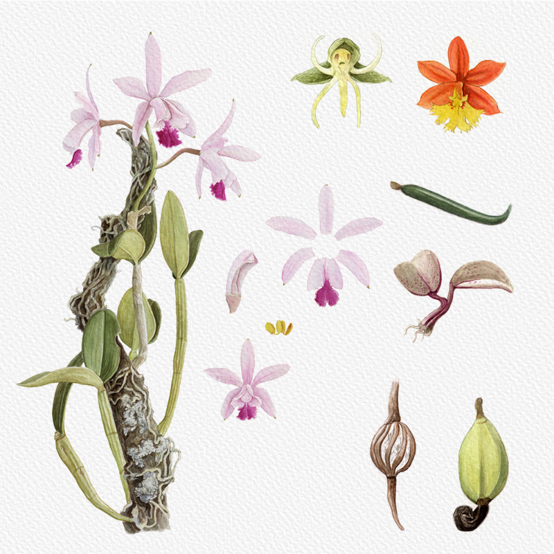 Botanical Illustration - Orchids 1 #18 static NFT preview