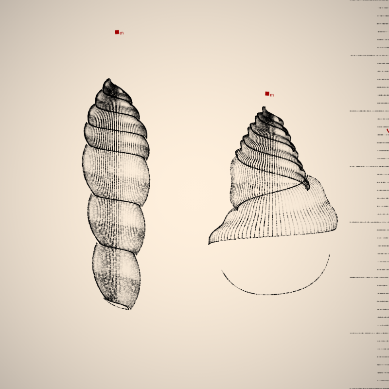 Two Specimen #303 static token preview