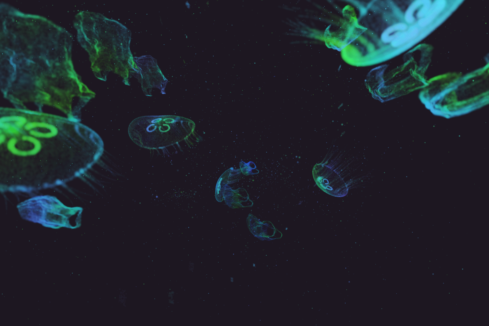 Turtle Vision #80 static NFT preview