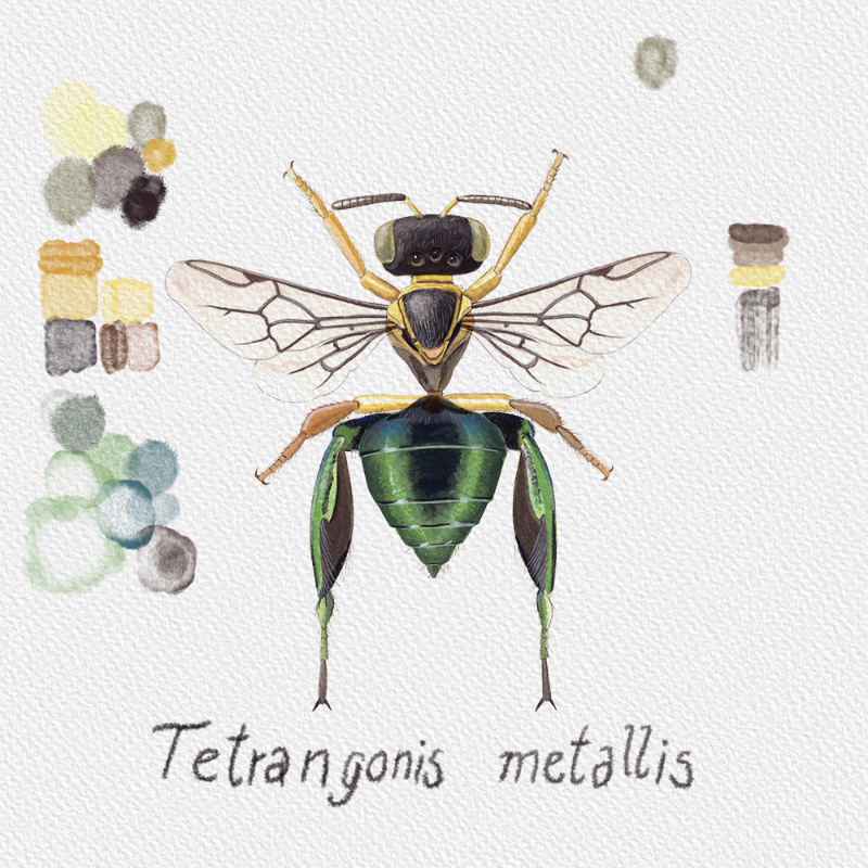 Randomic Brazilian Bees #8 static token preview