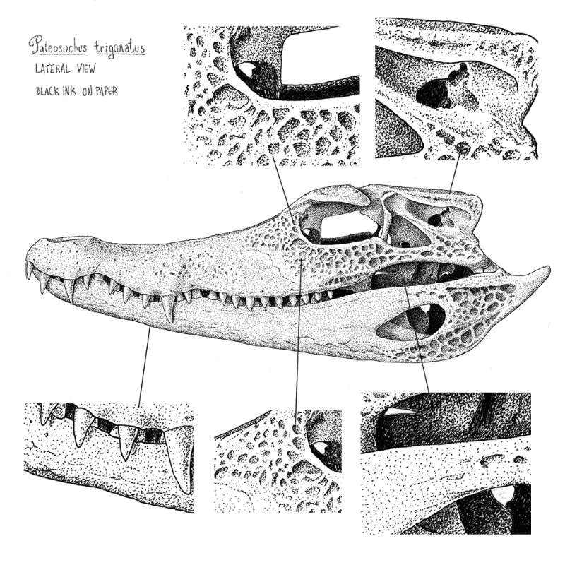 Paleosuchus trigonatus (skull) #21 static token preview
