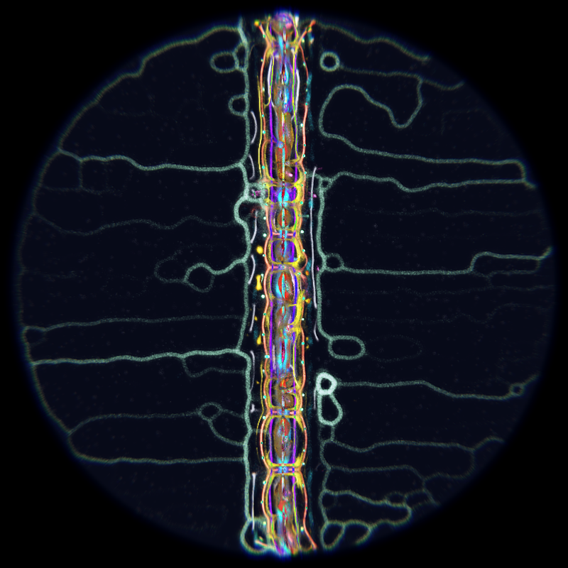 Ethereal Microcosm #120 static NFT preview