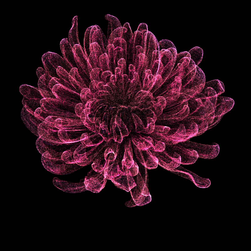 Chrysanthemum Morifolium 30 #43 static token preview