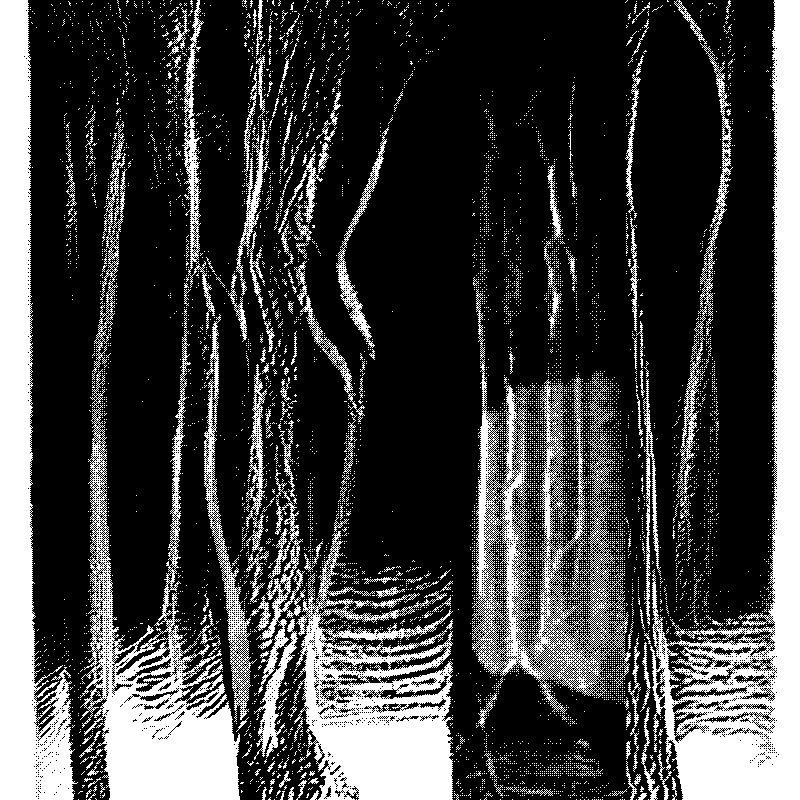 The Hum of Cyber Forest #42 static NFT preview