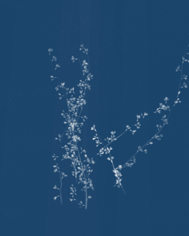 Cyanotypes #112 static NFT preview