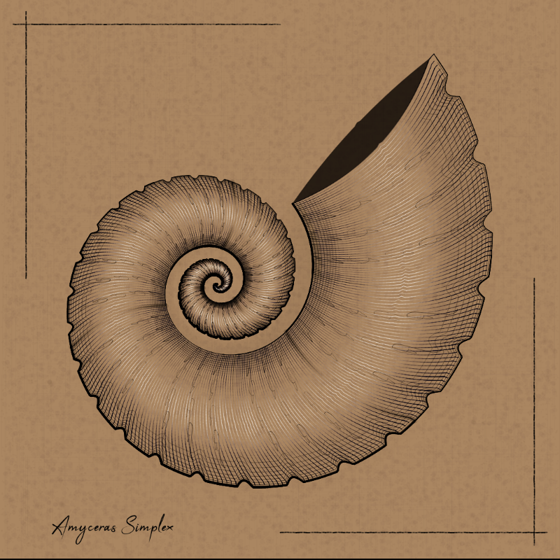 Ammonites #85 static NFT preview