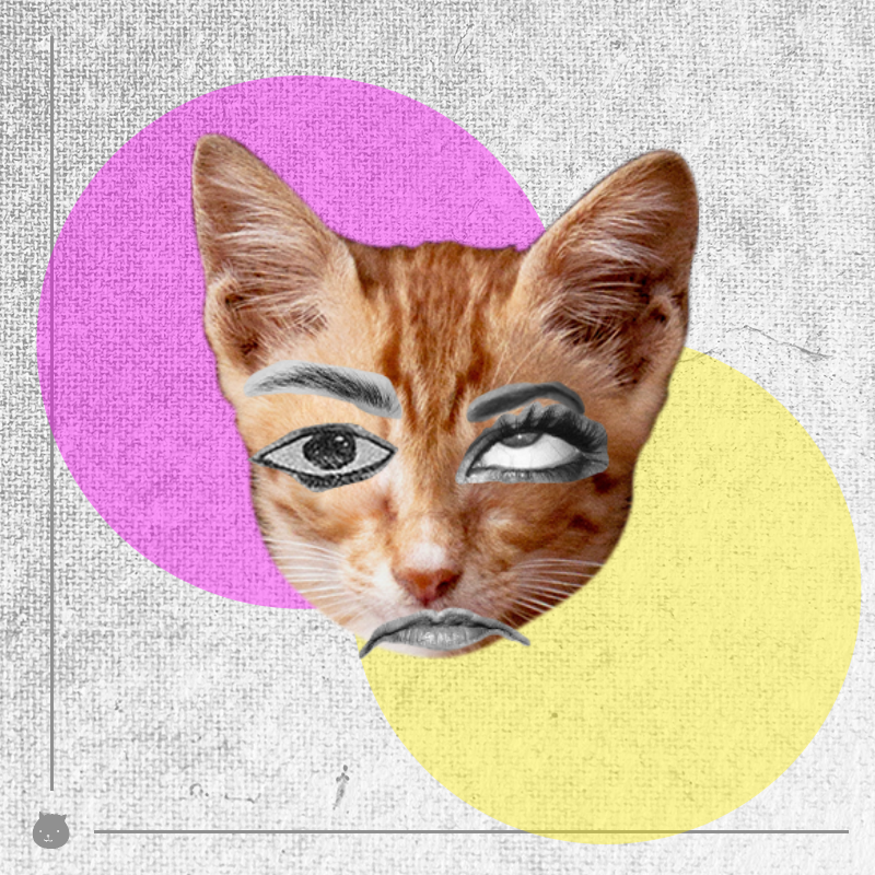 Kittenstein #16 static token preview
