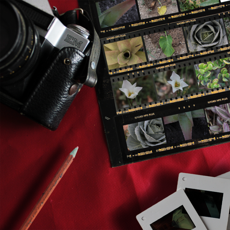 Contact Sheet #1 static NFT preview